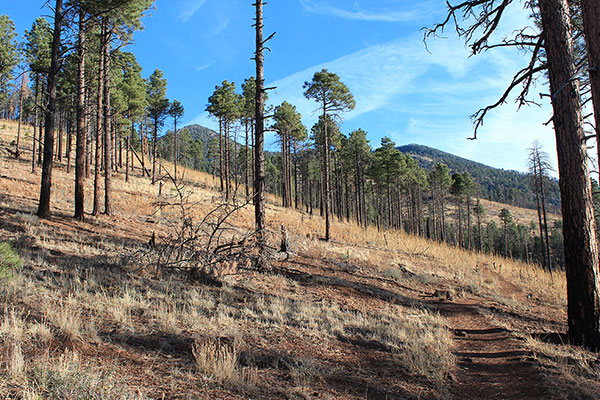 Kendrick Peak summit on the left from the Kendrick Mountain Trail