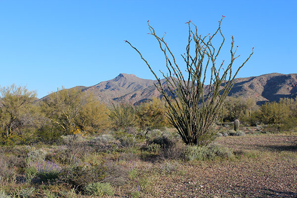 The desert floor was mostly open but I crossed a few washes lined with palo verde and ocotillo