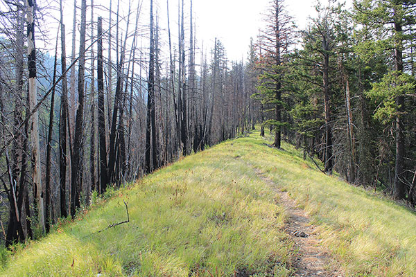The Thorp Creek Trail becomes less steep as it climbs the narrow ridge separating Twin and Thorp Creeks