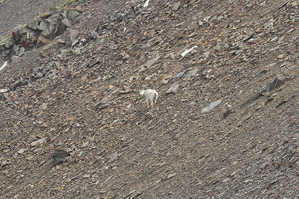 A mountain goat (Oreamnos americanus) pauses on talus slopes and looks back at me as I climb above to the right on the ridgeline