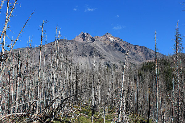 Mount Jefferson from the Woodpecker Trail and PCT junction