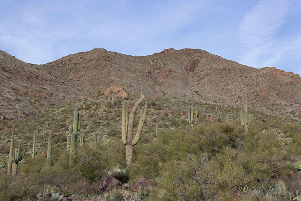 Weaving around cacti and thorny brush low on the east slope of Sawyer Peak