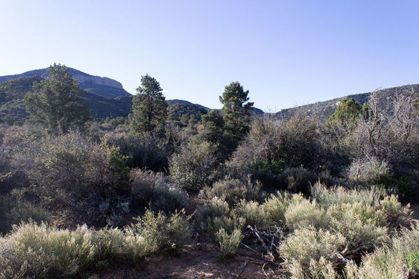 I followed a wash to the left to avoid thick brush low on the route