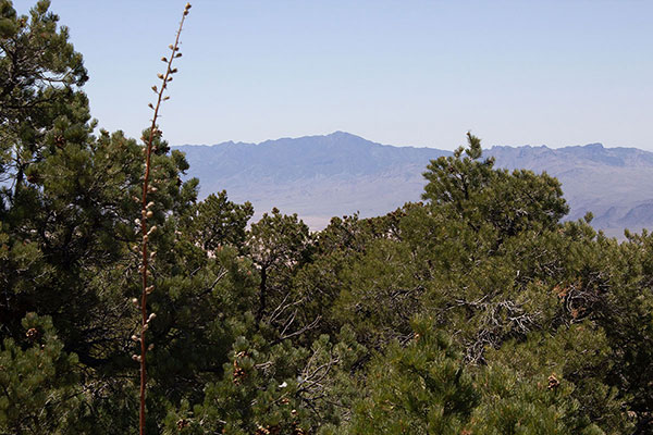 Mount Tipton to the southwest