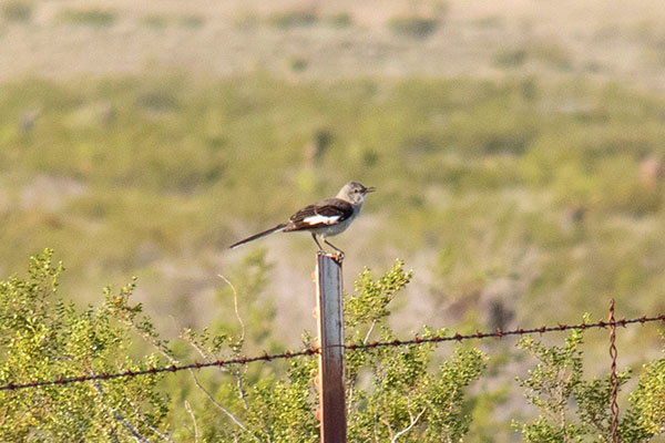 A Northern Mockingbird (Mimus polyglottos) resting on a fence after hours of singing