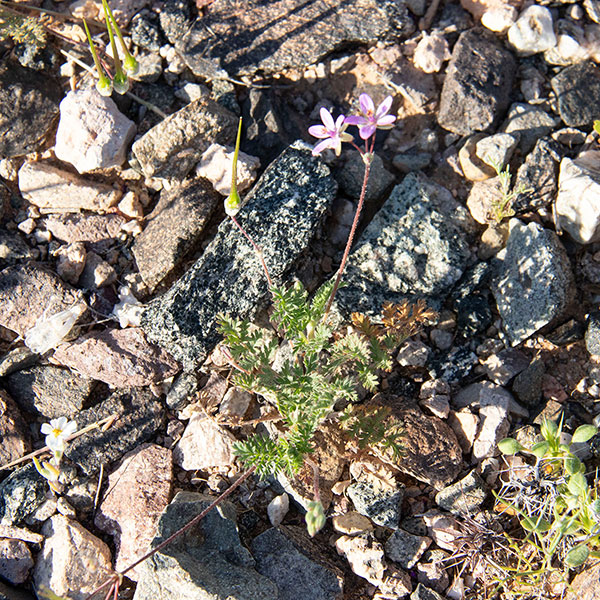 Redstem Stork's-Bill (Erodium cicutarium) near my campsite