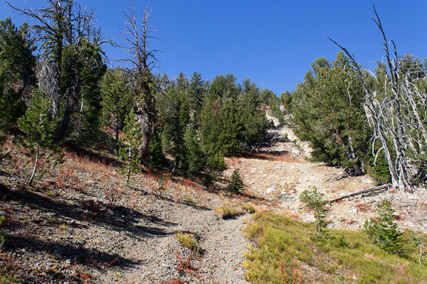 The trail climbs west through juniper forest