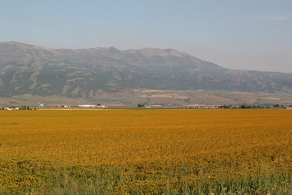 Flowers along Idaho Highway 91