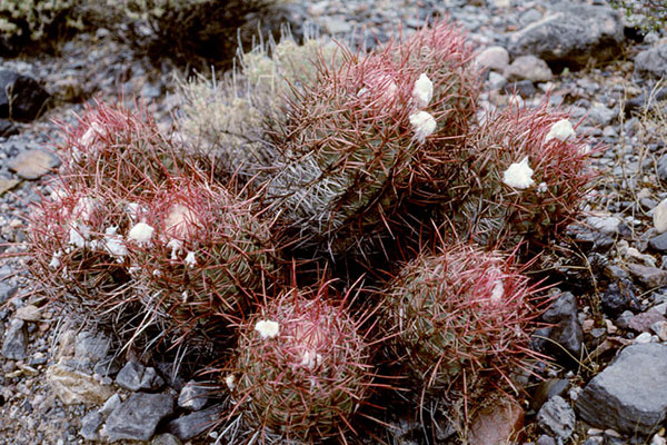 Barrel Cactus