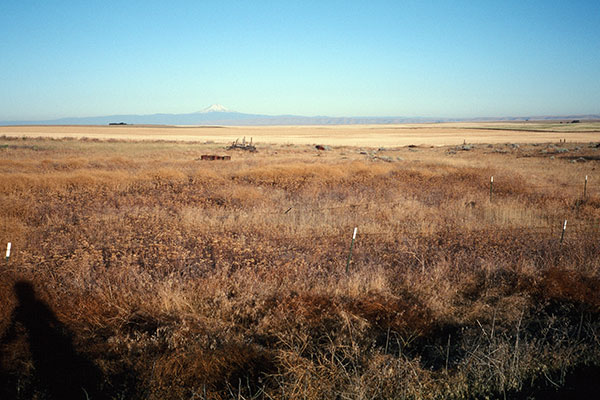 Distant Mount Hood from Highway 97 near Kent
