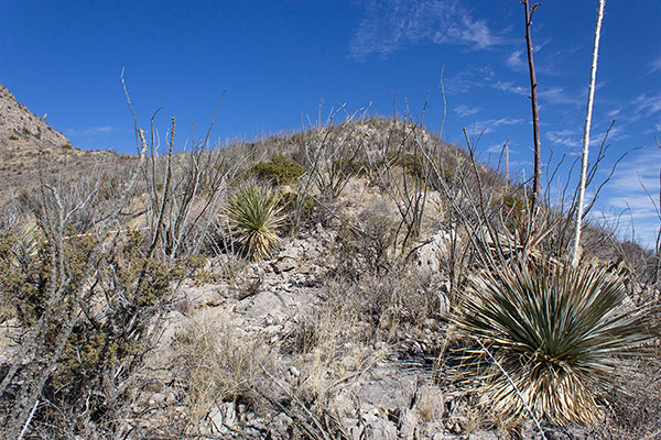 Climbing the South Ridge through an ocotillo forest