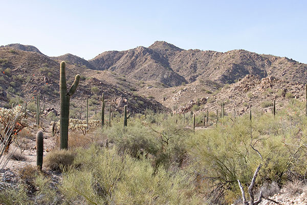 Peak 2976 (Little Ajo Mountains) from BLM Road 8112G