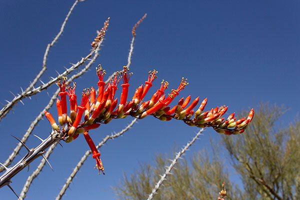 Ocotillo (Fouquieria splendens ssp. splendens) blossoms beside the trail
