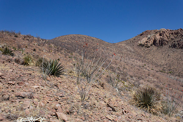 Climbing out of the wash towards the SW Ridge