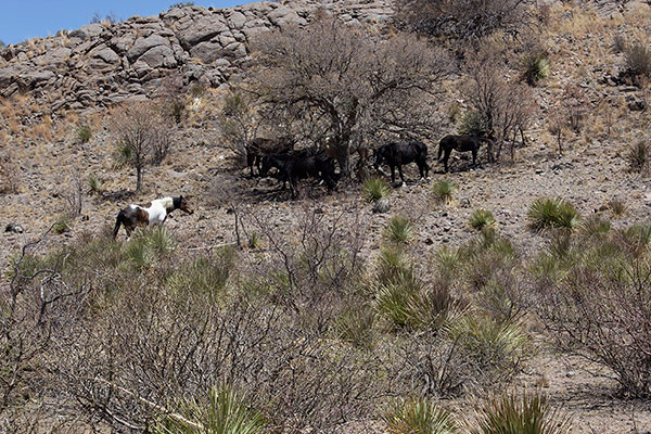 At the South Ridge saddle I found these horses