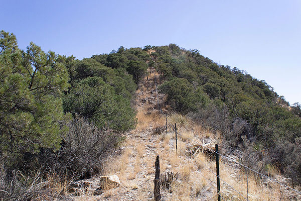 Reaching the ridge, I am pleased to see an open slope leading along the fence to the summit