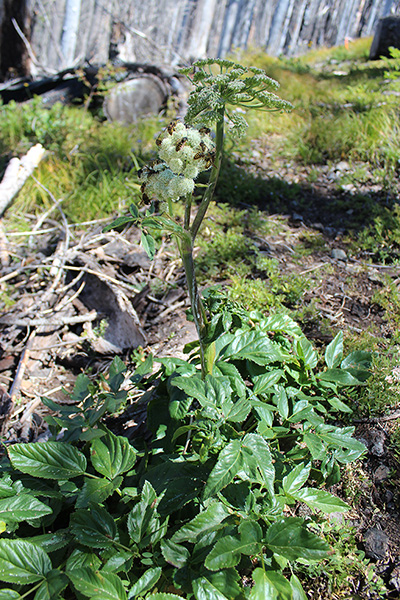 Kneeling Angelica (Angelica genuflexa) beside the trail