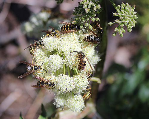 Docile Yellowjackets enjoying the nectar of Kneeling Angelica (Angelica genuflexa)