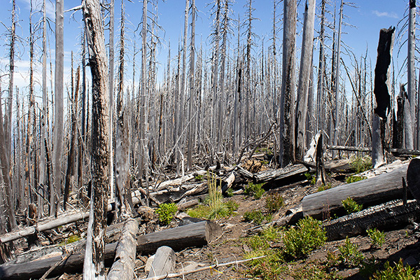Sometimes the trail traversed around ridge high points then returned to the crest higher