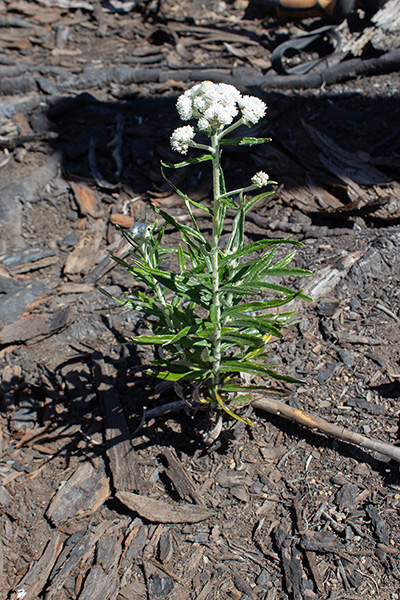 An isolated Pearly Everlasting (Anaphalis margaritacea) beside the trail