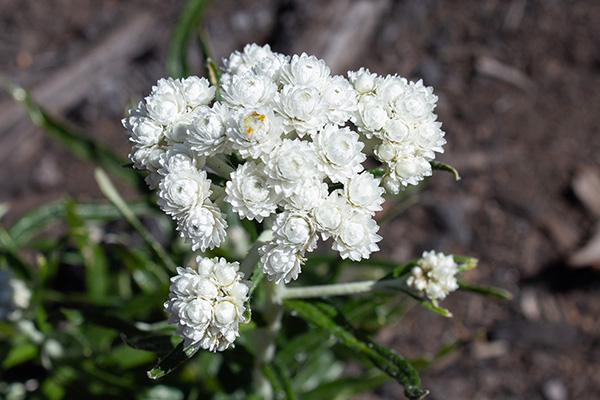 Pearly Everlasting (Anaphalis margaritacea) flower head