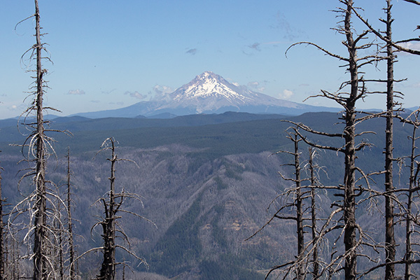 Mount Hood from the Fish Creek Mountain summit