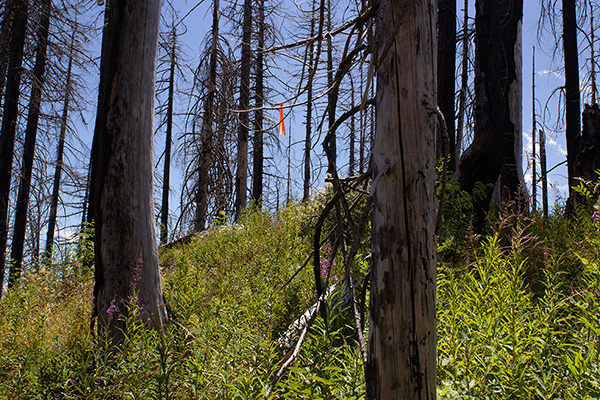 Flagging helped me to follow trail switchbacks through brush
