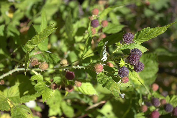 Whitebark Raspberry (Rubus leucodermis) lower on the trail