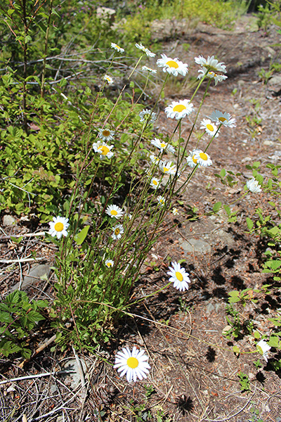 Oxeye Daisy (Leucanthemum vulgare)