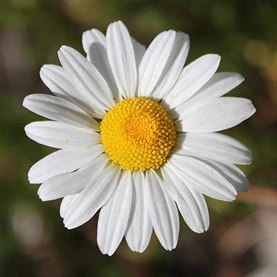 An Oxeye Daisy (Leucanthemum vulgare) flower head