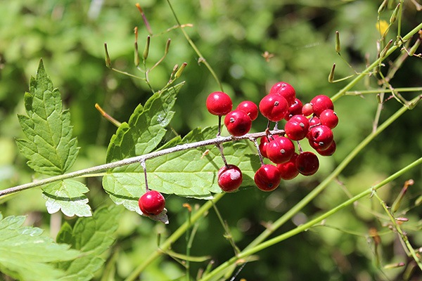 Red Baneberry (Actaea rubra) beside the trail below the Fish Creek Divide
