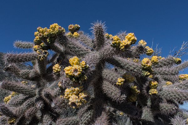 Tree Cholla (Cylindropuntia imbricata) high on the SE Ridge