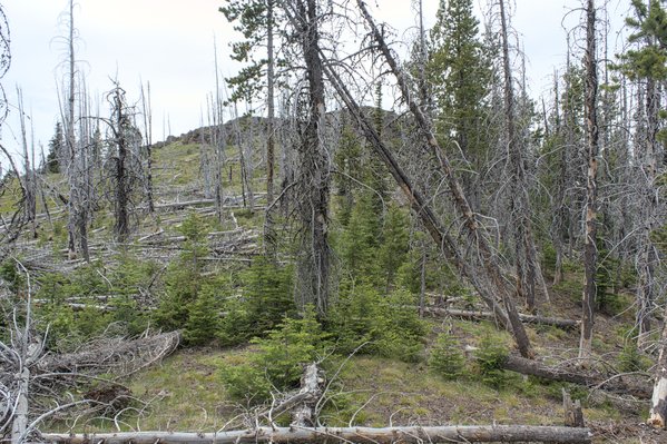 The upper NE Ridge with summit cliffs ahead beyond more deadfall