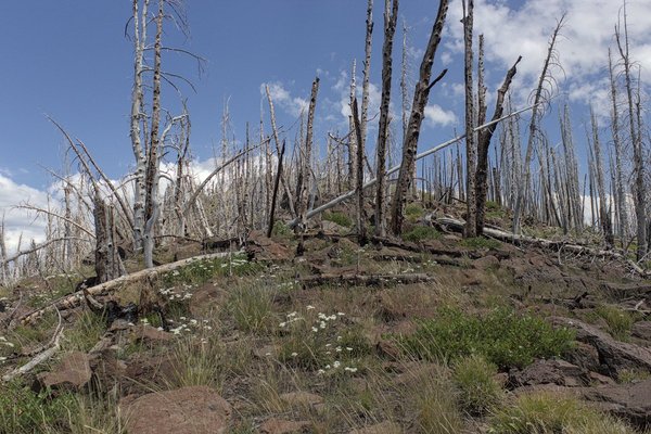 Low on the West Ridge of Glacier Mountain