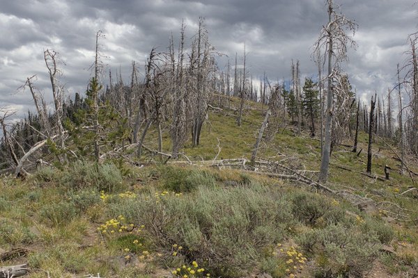 Higher the ridge becomes less steep and more open