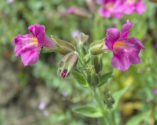 Lewis' Monkeyflower (Erythranthe lewisii) below Lookout Mountain