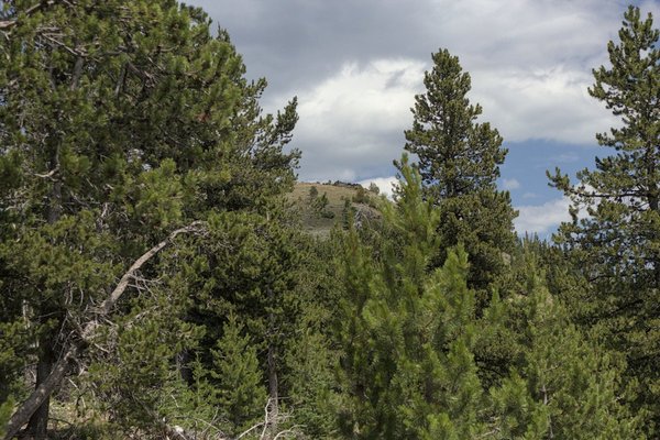 Lookout Mountain from the Sunshine Flat Trailhead