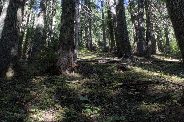 Climbing through forest low on the south slopes