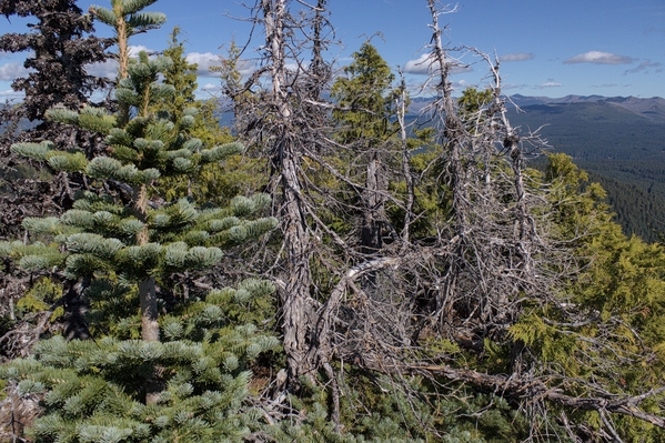 My immediate path down from the summit forces through small fir and spruce