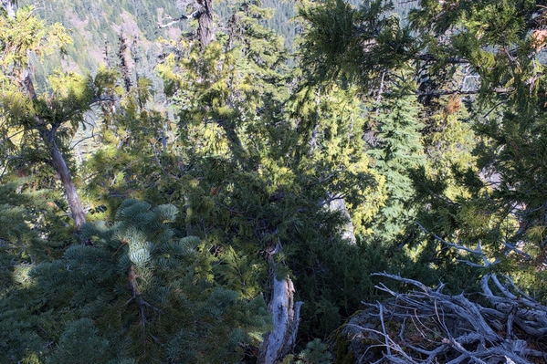 More small trees to force through as I descend lower on the East Ridge