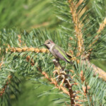 Anna's Hummingbird (Calypte anna)
