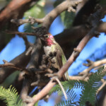 Anna's Hummingbird (Calypte anna) in a mesquite tree