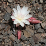 Bitterroot (Lewisia rediviva)