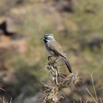 Black-throated Sparrow (Amphispiza bilineata) on cholla