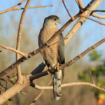 Cooper's Hawk (Accipiter cooperii)