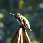 Costa's Hummingbird (Calypte costae)