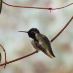 Costa's Hummingbird (Calypte costae)