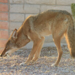 Coyote (Canis latrans) feeding on mesquite pods