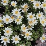 Drummond's Anemone (Anemone drummondii)