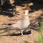 Eurasian Collared-Dove (Streptopelia decaocto)